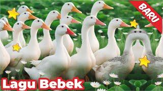 BEBEK BERENANG BERENANG  LAGU BEBEK ASLI  BEBEK LUCU BERENANG LAGU  DUCK SWIMMING AWAY FAST