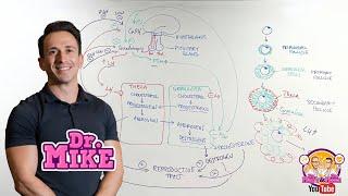 Hypothalamic Pituitary Ovarian Axis  Female Reproductive System