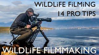 Wildlife Filming Secrets 14 Pro Tips