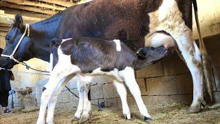 5 Hard hand work in the village - Cow milking Wheat harvest Animal care ...