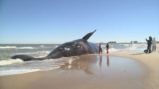 Endangered right whale washes ashore in Virginia Beach