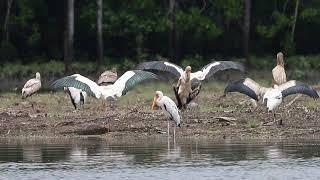 MilkyPainted Storks in Singapore.