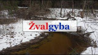 Žvalgyba - Gabrielius Ser