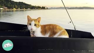 2 Cats On Boat Greet Sailors And Nap In The Cabin  Cuddle Buddies