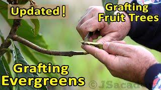 Grafting Evergreen Fruit Trees  Grafting Loquats and other types of EVERGREENS