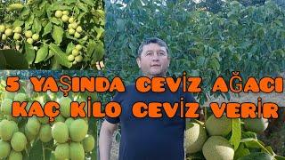 CHANDLER CEVİZ YETİŞTİRİCİLİĞİ. NEDEN CEVİZ AĞACI DİKTİ. VERİMDEN MEMNUN.