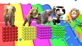 Long Slide Game With Elephant Gorilla lion Hippopotamus Tiger 3d Animal Game Funny 3d Animals