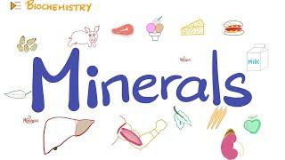 Your Body Needs Minerals Trace Elements  Diet and Nutrition