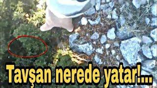 TAVŞAN NEREDE YATAR