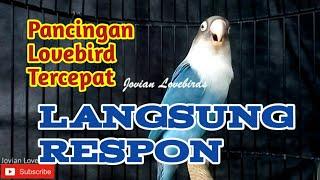 Pancingan Tercepat dan Jitu Bikin Lovebird Cepat Bunyi Ngetik Ngekek Fighter