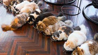 A Day Spent at a Cat Cafe in Tokyo Japan  Cat Cafe MOCHA Shibuya Center-gai Store