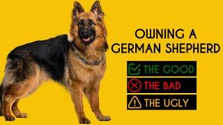 Owning a German Shepherd The Good The Bad The Ugly