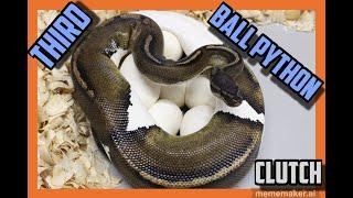 Dreamsical x Black Pastel Pied Ball Python Clutch