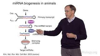 David Bartel Whitehead InstituteMITHHMI Part 1 MicroRNAs Introduction to MicroRNAs