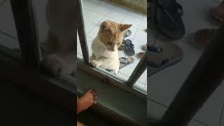 kucing pintar  membersihkan kaca #shorts #short