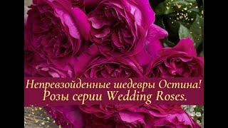 Непревзойденные шедевры Дэвида Остина  Розы серии Wedding Roses.