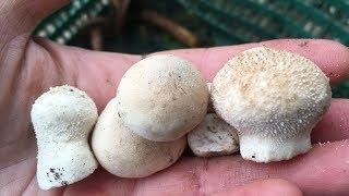 MUSHROOMS IN OCTOBER Lycoperdon Chroogomphus rutilus Mycetinis scorodonius