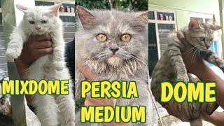 PERBEDAAN KUCING MIXDOME PERSIA MEDIUM & DOME VERSI MIU MEOW