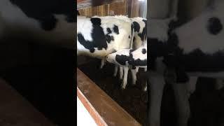 Male Calf Sucking Brother’s Dick