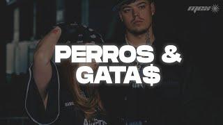 Nicki Nicole SAIKO - PERROS&GATA$ Letra