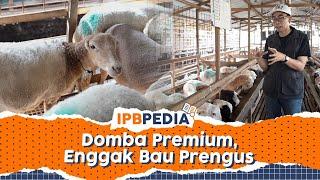 IPB Pedia Peneliti IPB University Temukan Marker Genomik Domba Premium