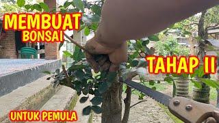 BONSAI SERUT Tahap 2  Membuat Bonsai Serut Lebih Cantik & Indah