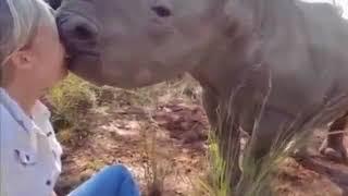 Поцелуй от носорога 1