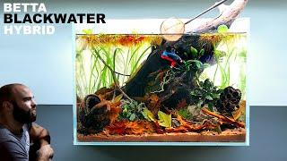 Betta Blackwater Hybrid Tank Planted & Botanicals Low Tech No Filter Aquascape Tutorial
