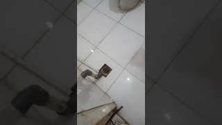 Video ketiga setelah dilakukan proses pembersihan pipa buangan kamar mandi jadi lancar dan normal