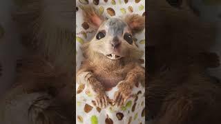 Cute Squirrel say Hi  EgoFilm #short