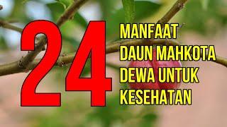 Masya Allah Inilah 24 Manfaat Daun Mahkota Dewa Untuk Kesehatan dan Cara Mengolahnya