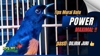 Tips Murai Batu POWER KENCENG ‼️ VOLUME TEMBUS ‼️ MUDAH saja