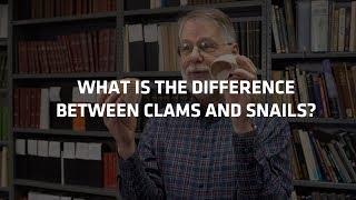 Ask A Scientist - What is the Difference Between Clams and Snails?