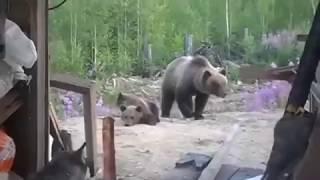 Не играйте с медвежатами. За ними - мама. Случай в тундре