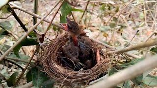 Bulbul The little bird in the nest was very hungry  Review Bird Nest 