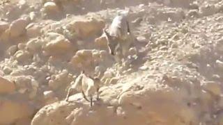 Dramatic desert chase Wolf vs. goat