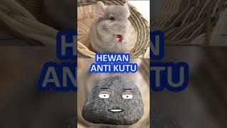 CHINCHILLA HEWAN ANTI KUTU MESKIPUN JARANG MANDI  Informasi Receh #shorts