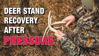 How Fast do Bucks React and Recover From Hunting Pressure?