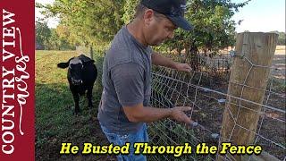 A steer broke through the pasture fence    Bought a Stick Welder  time to learn how.