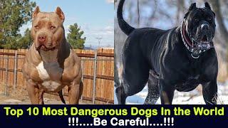 Top 10 Most Dangerous Dogs In the World  Be Safe....