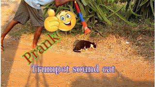 Trumpet sound prank cat and dogs in village part 2