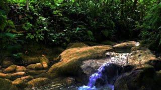 Fall Asleep Instantly with Forest Ambiance and Twin Waterfalls Natural Sounds Waterfalls