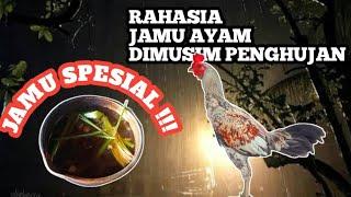 JAMU SPESIAL ANTI SAKIT Inilah Rahasia Ayam sehat tidak mudah sakit pada musim penghujan