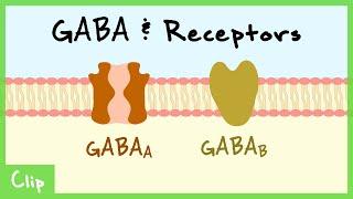 GABA Transmitter System & Synaptic Inhibition Explained Shunting Inhibition GABAa GABAb  Clip