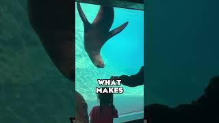 Insane Underwater Tunnel at the Adventure Cove  The Columbus Zoo  #SHORTS #ZOOTOURS #ColumbusZoo