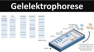 Gelelektrophorese - Verfahren zur DNA-Analyse - Biologie Gentechnik