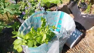 Growing white potatoes in laundry baskets 1st time Zone 9B Central Florida