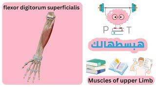 flexor digitorum superficialis #upper_limb_هبسطهالك