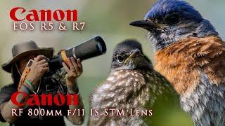 Bluebirds - Canon R5 & R7 using the amazing 800mm. F11 lens .. and other treasures