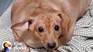 30-Pound Chiweenie Needed To Lose Half Her Body Weight  The Dodo